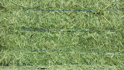 3 String Alfalfa